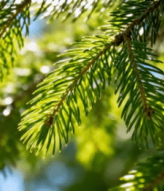 阳光下的松树枝叶特写10015#横屏 