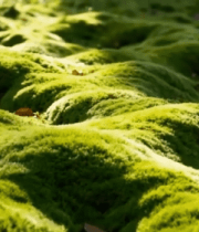 阳光下的绿色苔藓特写10766#横屏 