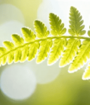 阳光下的蕨类植物特写7430#横屏 