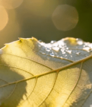 阳光下带露珠的树叶特写5530#横屏 