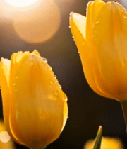 阳光下带水珠的黄色郁金香11041#横屏 