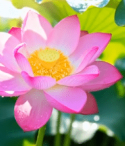 阳光下带水珠的盛开荷花11540#横屏 