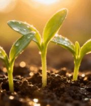 阳光下带水珠的幼苗特写13867#横屏 