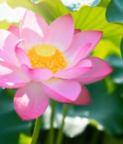 阳光下带水珠的盛开荷花11540#横屏 