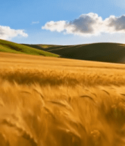 阳光下的金黄麦田风光9611#横屏 