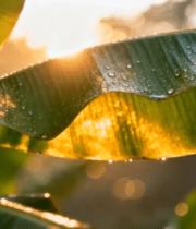 阳光下带水珠的绿色植物叶片5800#横屏 