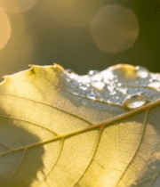 阳光下带露珠的树叶特写5530#横屏 