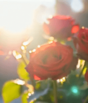 阳光下的红色玫瑰花10683#横屏 