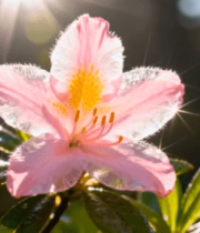 阳光下带露珠的粉色花朵(1)13297#横屏 