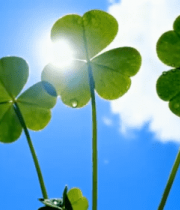 阳光下带水珠的绿色三叶草670#横屏 