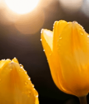阳光下带水珠的黄色郁金香(1)11572#横屏 