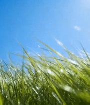 阳光下的草地与蓝天7834#横屏 