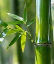 阳光下的翠绿竹林特写5089#横屏 