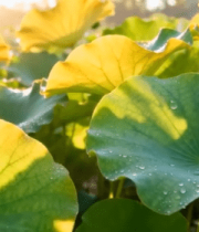 阳光下带水珠的荷叶素材2294#横屏 