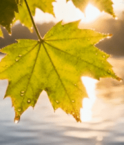 阳光下带水珠的枫叶与湖水10307#横屏 