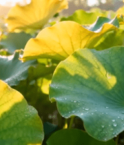 阳光下带水珠的荷叶素材2294#横屏 