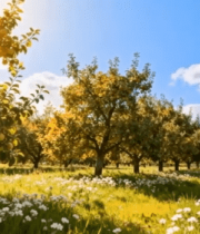 阳光果园果树与花草景观6016#横屏 