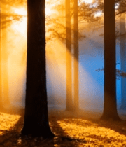 阳光穿透树林的森林景象(1)2832#横屏 