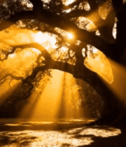 阳光透过树林洒下的大树景观881#横屏 