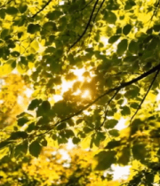 阳光透过树叶的自然景象(3)14409#横屏 