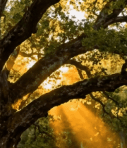 阳光穿透树林中的大树景象5891#横屏 