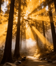 阳光穿透森林树林场景14912#横屏 