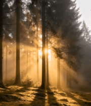 阳光穿透森林的静谧场景13801#横屏 