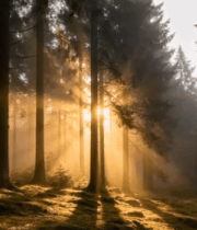 阳光穿透森林的静谧场景13801#横屏 