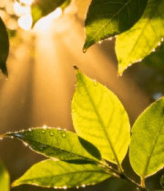 阳光穿透树叶特写素材5373#横屏 