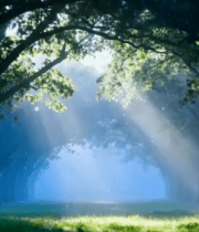 阳光穿透树林的自然景观5514#横屏 