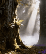 阳光穿透森林树木景象(1)7454#横屏 