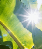 阳光穿透绿色植物叶片5359#横屏 