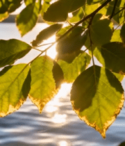 阳光透过树叶照射湖面景象5337#横屏 