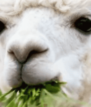 羊驼吃草特写素材7732#横屏 