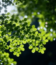 阳光透过绿叶特写5241#横屏 