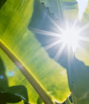 阳光穿透绿色植物叶片5359#横屏 