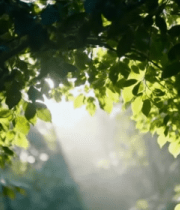 阳光透过树叶的森林景象15068#横屏 