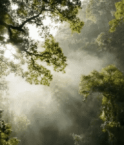 阳光穿透树林自然风光素材8324#横屏 