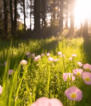 阳光下草地粉色花朵景象14270#横屏 