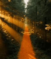 阳光洒落森林中的小径12560#横屏 