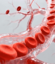 血管内红细胞流动素材2775#横屏 