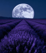 薰衣草田夜晚明月全景3385#横屏 