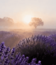 薰衣草田日出自然风光686#横屏 