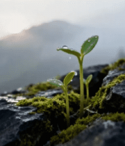 岩石上新生植物特写6352#横屏 