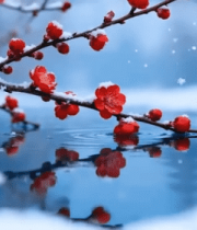 雪中红梅倒影特写7078#横屏 