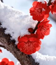 雪中绽放的红色梅花特写3583#横屏 
