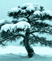 雪中孤松雪景13744#横屏 