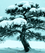 雪中孤松雪景13744#横屏 