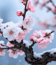 雪中盛开的梅花特写11701#横屏 