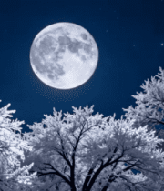 雪夜月下树木景象9792#横屏 